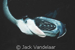 Kona Night Manta ray dive off the big island. by Jack Vandelaar 